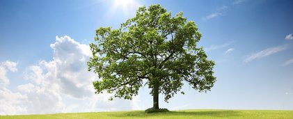 grüner Baum auf grüner Wiese vor blauem Himmel