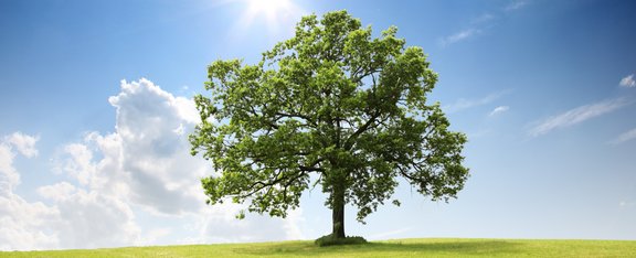 grüner Baum auf grüner Wiese vor blauem Himmel